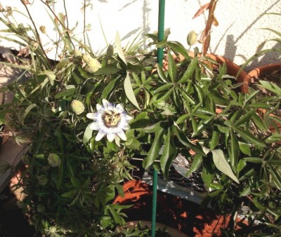 passiflora 1.jpg
