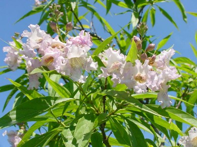 Baumoleander Blüten.jpg