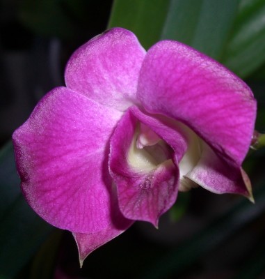 Dendrobium phalaenopsis (2).JPG