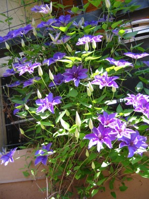 Clematis The President5.JPG